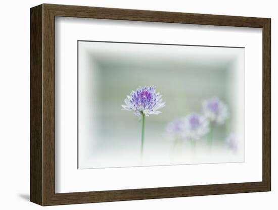 Chives Blowing in the Wind-Rona Schwarz-Framed Photographic Print