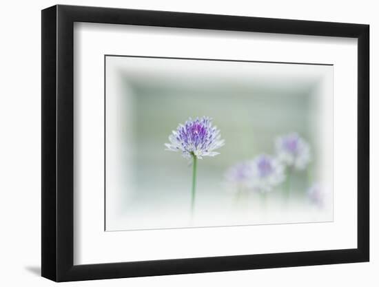 Chives Blowing in the Wind-Rona Schwarz-Framed Photographic Print