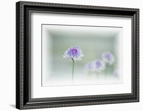 Chives Blowing in the Wind-Rona Schwarz-Framed Photographic Print