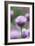 Chives in flower, Lower Saxony, Germany-Kerstin Hinze-Framed Photographic Print