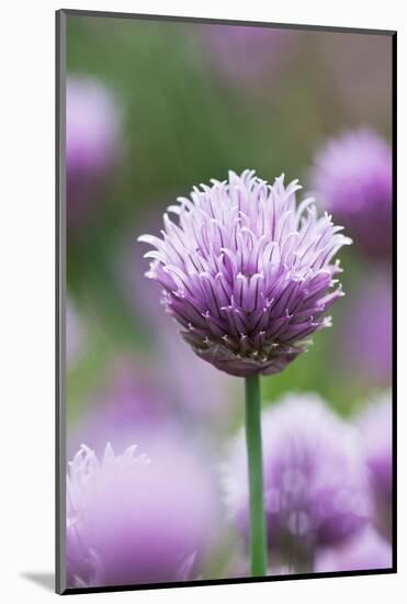 Chives in flower, Lower Saxony, Germany-Kerstin Hinze-Mounted Photographic Print