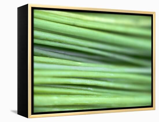 Chives-Ulrike Holsten-Framed Premier Image Canvas