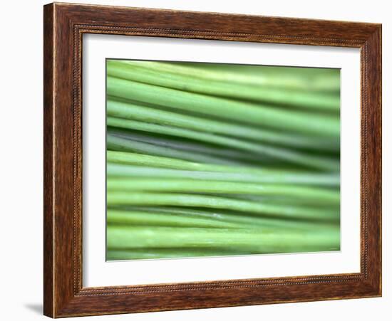 Chives-Ulrike Holsten-Framed Photographic Print