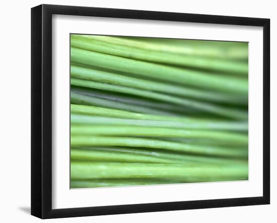 Chives-Ulrike Holsten-Framed Photographic Print