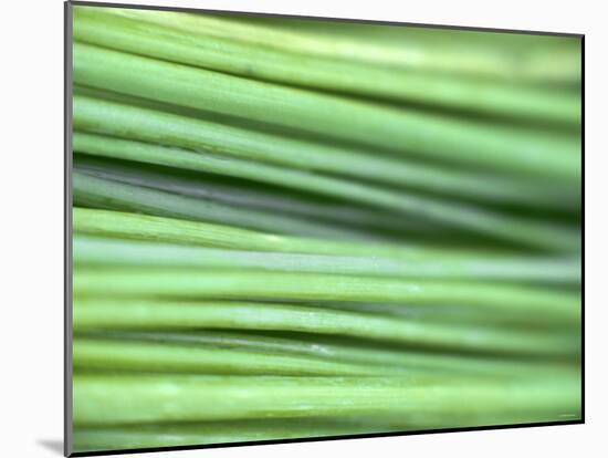 Chives-Ulrike Holsten-Mounted Photographic Print