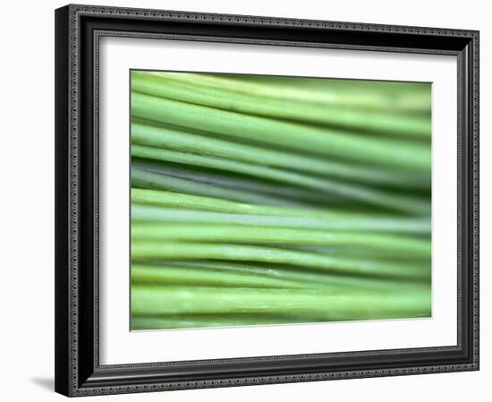 Chives-Ulrike Holsten-Framed Photographic Print