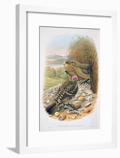 Chlamydera Nuchalis, Great or Great Grey Bowerbird-William M. Hart-Framed Giclee Print