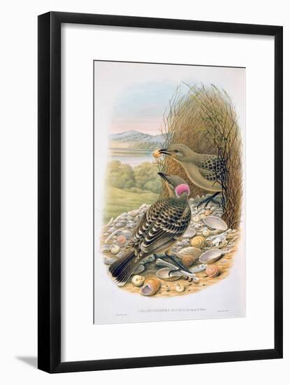 Chlamydera Nuchalis, Great or Great Grey Bowerbird-William M. Hart-Framed Giclee Print