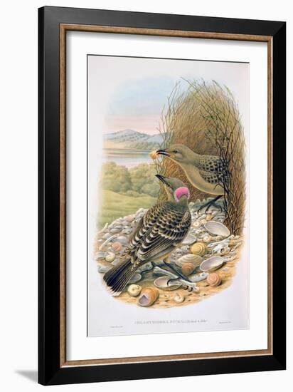 Chlamydera Nuchalis, Great or Great Grey Bowerbird-William M. Hart-Framed Giclee Print