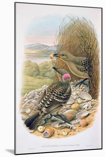 Chlamydera Nuchalis, Great or Great Grey Bowerbird-William M. Hart-Mounted Giclee Print