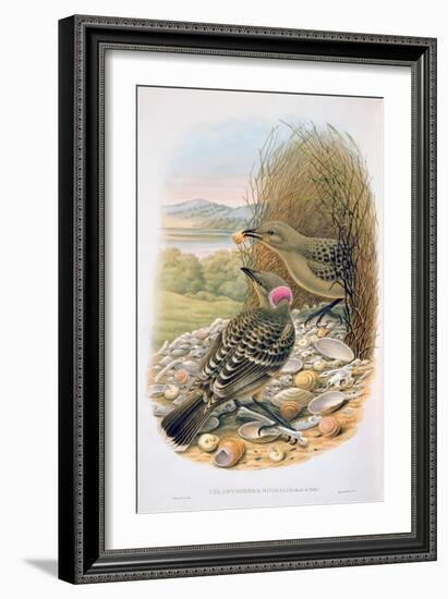 Chlamydera Nuchalis, Great or Great Grey Bowerbird-William M. Hart-Framed Giclee Print