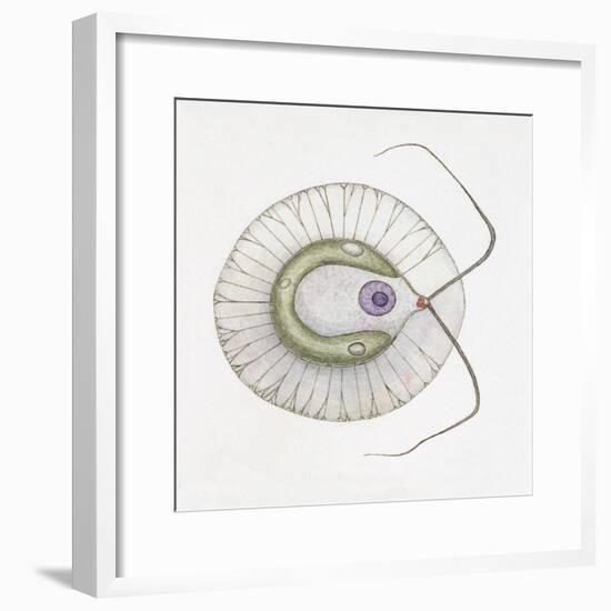 Chlorogonium Euchlorum-null-Framed Giclee Print