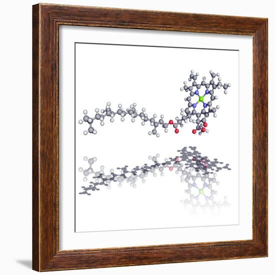 Chlorophyll Molecule-Laguna Design-Framed Premium Photographic Print