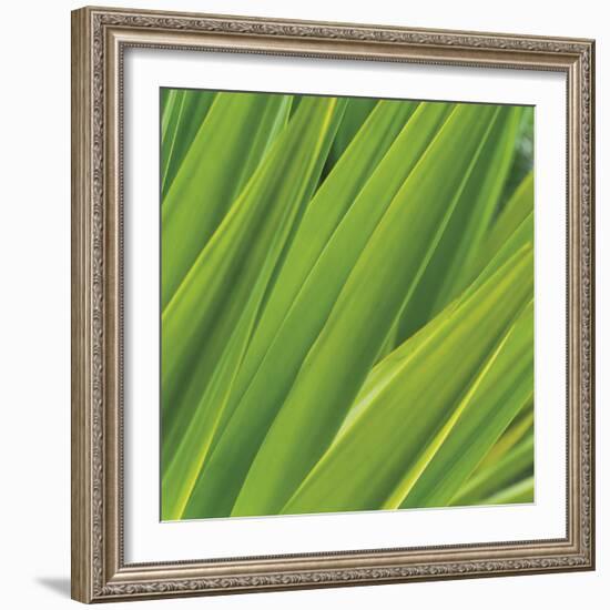 Chlorophyll-Gaetan Caron-Framed Giclee Print