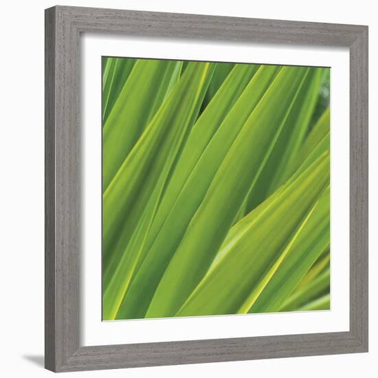 Chlorophyll-Gaetan Caron-Framed Giclee Print