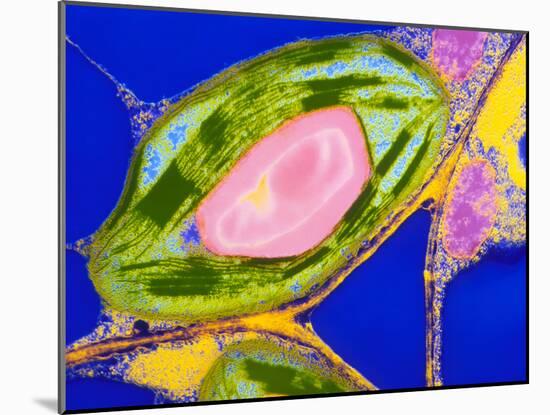 Chloroplasts From Leaf of Coleus-Dr. Jeremy Burgess-Mounted Photographic Print