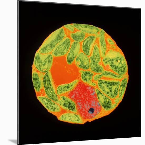 Chloroplasts In Protoplast of Tobacco-Dr. Jeremy Burgess-Mounted Premium Photographic Print