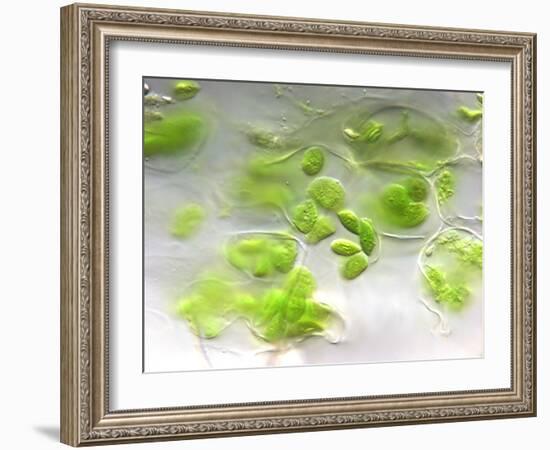 Chloroplasts, Light Micrograph-Robert Markus-Framed Photographic Print