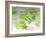 Chloroplasts, Light Micrograph-Robert Markus-Framed Photographic Print