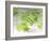 Chloroplasts, Light Micrograph-Robert Markus-Framed Photographic Print