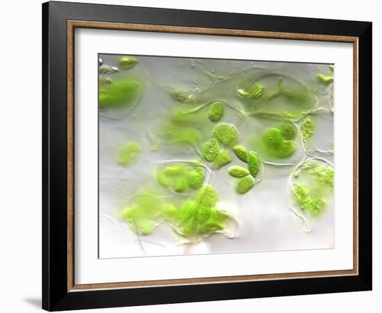 Chloroplasts, Light Micrograph-Robert Markus-Framed Photographic Print
