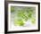 Chloroplasts, Light Micrograph-Robert Markus-Framed Photographic Print