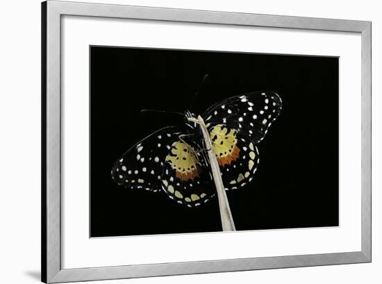 Chlosyne Janais (Janais Patch Butterfly, Crimson Patch)-Paul Starosta-Framed Photographic Print