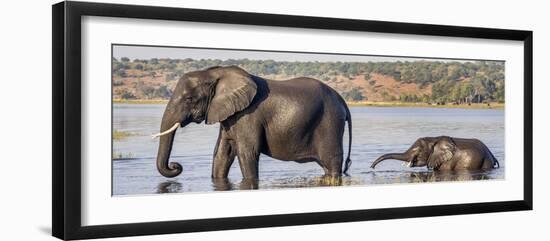 Chobe River, Botswana, Africa. African Elephant mother and calf cross the Chobe River.-Karen Ann Sullivan-Framed Photographic Print