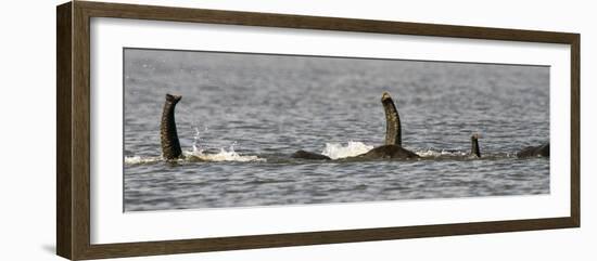 Chobe River, Botswana, Africa. African Elephant trunks stick out of the water while swimming.-Karen Ann Sullivan-Framed Photographic Print