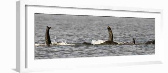 Chobe River, Botswana, Africa. African Elephant trunks stick out of the water while swimming.-Karen Ann Sullivan-Framed Photographic Print