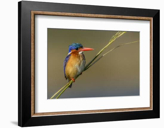 Chobe River, Botswana, Africa. Malachite Kingfisher.-Karen Ann Sullivan-Framed Photographic Print