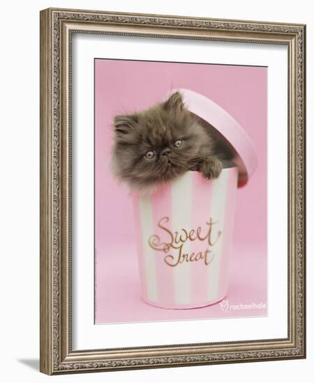 Chocky-Rachael Hale-Framed Photo