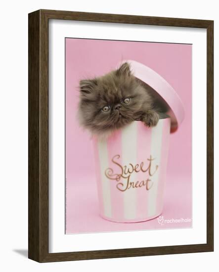 Chocky-Rachael Hale-Framed Photo