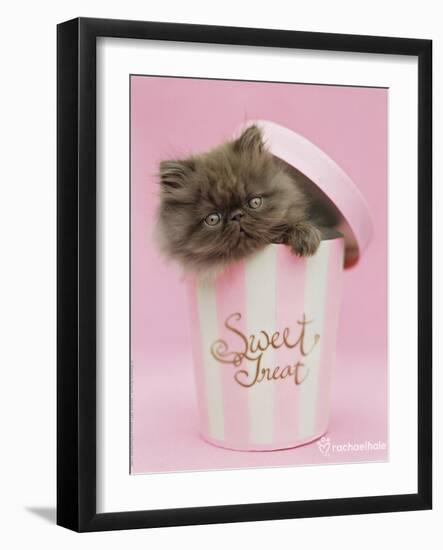 Chocky-Rachael Hale-Framed Photo