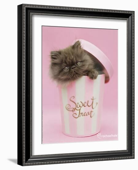 Chocky-Rachael Hale-Framed Photo