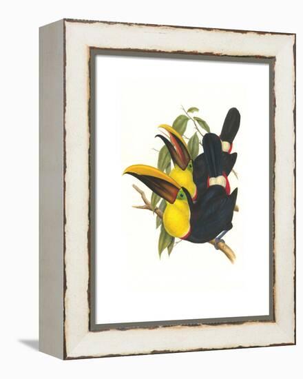 Choco Toucan-John Gould-Framed Stretched Canvas