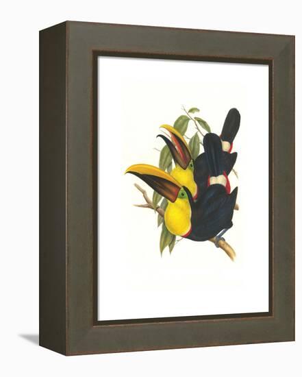 Choco Toucan-John Gould-Framed Stretched Canvas