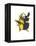 Choco Toucan-John Gould-Framed Stretched Canvas