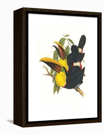 Choco Toucan-John Gould-Framed Stretched Canvas