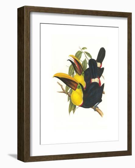 Choco Toucan-John Gould-Framed Premium Giclee Print