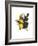 Choco Toucan-John Gould-Framed Premium Giclee Print