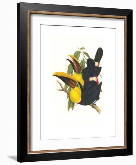 Choco Toucan-John Gould-Framed Premium Giclee Print