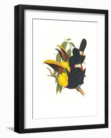 Choco Toucan-John Gould-Framed Premium Giclee Print