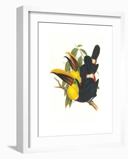 Choco Toucan-John Gould-Framed Premium Giclee Print