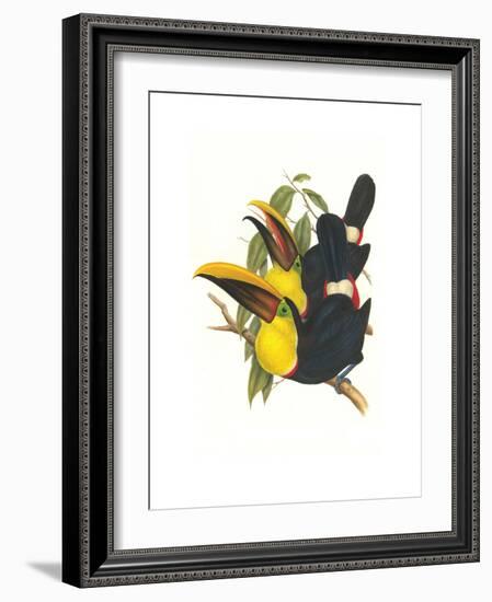 Choco Toucan-John Gould-Framed Premium Giclee Print