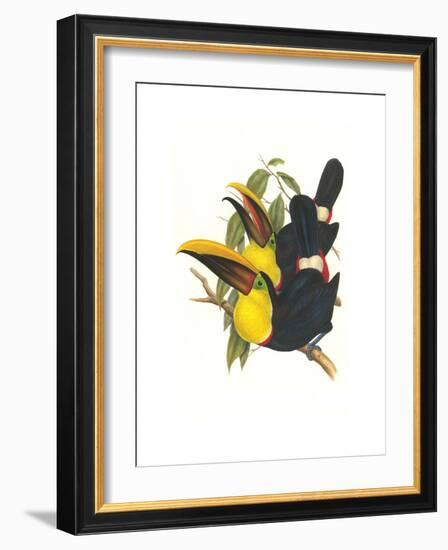 Choco Toucan-John Gould-Framed Premium Giclee Print