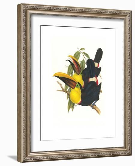 Choco Toucan-John Gould-Framed Art Print