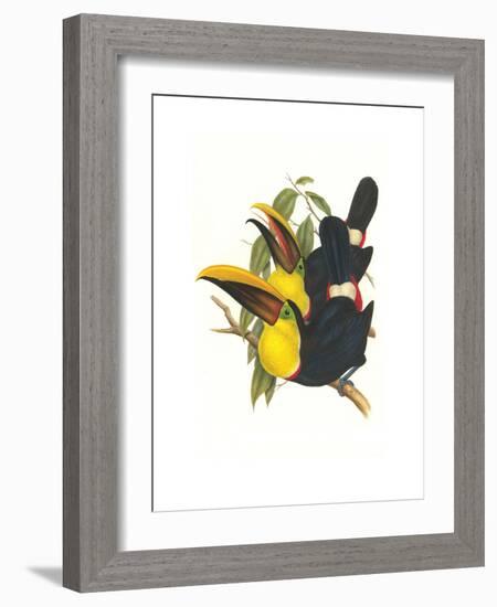 Choco Toucan-John Gould-Framed Art Print