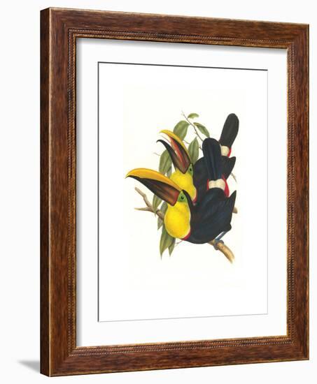 Choco Toucan-John Gould-Framed Art Print