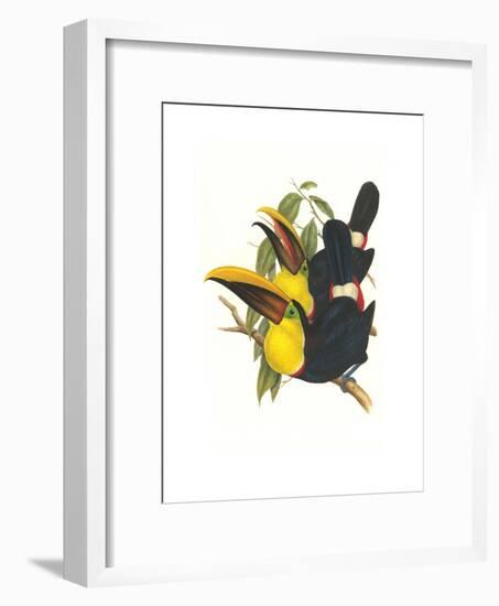 Choco Toucan-John Gould-Framed Art Print